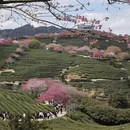 龙岩旅游 缩略图 8