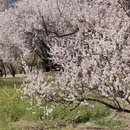 林芝旅游 缩略图 3