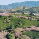 龙岩旅游 缩略图 2