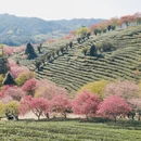 龙岩旅游 缩略图 6