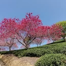 龙岩旅游 缩略图 8