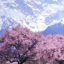 林芝旅游 缩略图 3