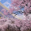 林芝旅游 缩略图 2