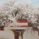林芝旅游 缩略图 10