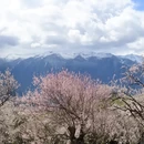 林芝旅游 缩略图 3