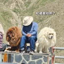 林芝旅游 缩略图 13