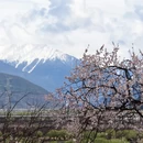 林芝旅游 缩略图 5