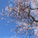 林芝旅游 缩略图 4