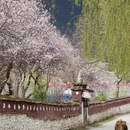 林芝旅游 缩略图 2