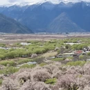 林芝旅游 缩略图 6
