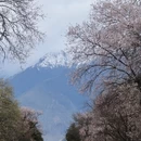 林芝旅游 缩略图 7