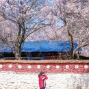 林芝旅游 缩略图 3
