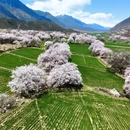 林芝旅游 缩略图 5
