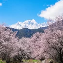林芝旅游 缩略图 2