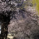 林芝旅游 缩略图 6