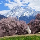 林芝旅游 缩略图 1