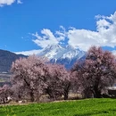 林芝旅游 缩略图 6
