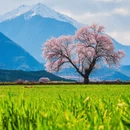 林芝旅游 缩略图 3