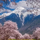 林芝旅游 缩略图 2