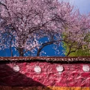 林芝旅游 缩略图 5