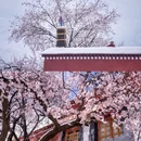 林芝旅游 缩略图 9