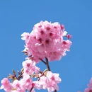 林芝旅游 缩略图 4