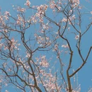 林芝旅游 缩略图 2