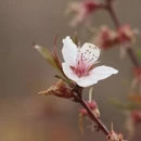 林芝旅游 缩略图 1