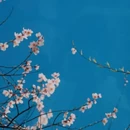 林芝旅游 缩略图 5
