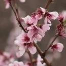 林芝旅游 缩略图 2