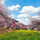林芝旅游 缩略图 3