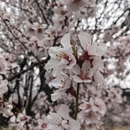 林芝旅游 缩略图 3