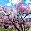 林芝旅游 缩略图 2