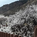 林芝旅游 缩略图 2
