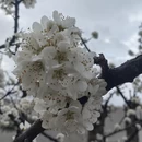 林芝旅游 缩略图 5