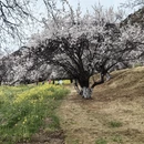 林芝旅游 缩略图 4