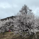 林芝旅游 缩略图 6