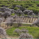 林芝旅游 缩略图 5