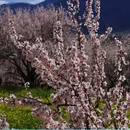 林芝旅游 缩略图 8