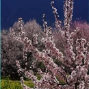 林芝旅游 缩略图 7