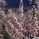 林芝旅游 缩略图 3