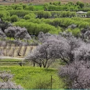 林芝旅游 缩略图 6