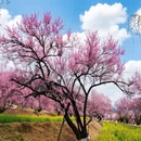 林芝旅游 缩略图 1