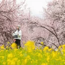 黄山旅游 缩略图 8