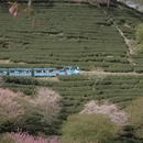 龙岩旅游 缩略图 10