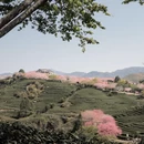 龙岩旅游 缩略图 9