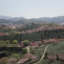 龙岩旅游 缩略图 15