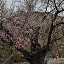 拉萨旅游 缩略图 5