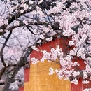 林芝旅游 缩略图 11