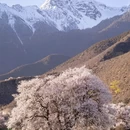 林芝旅游 缩略图 4